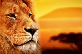 Lion portrait on savanna landscape background and Mount Kilimanj
