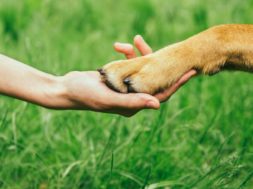 Dog Paw And Human Hand Are Doing Handshake