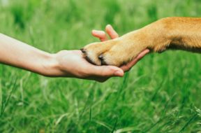 Dog Paw And Human Hand Are Doing Handshake