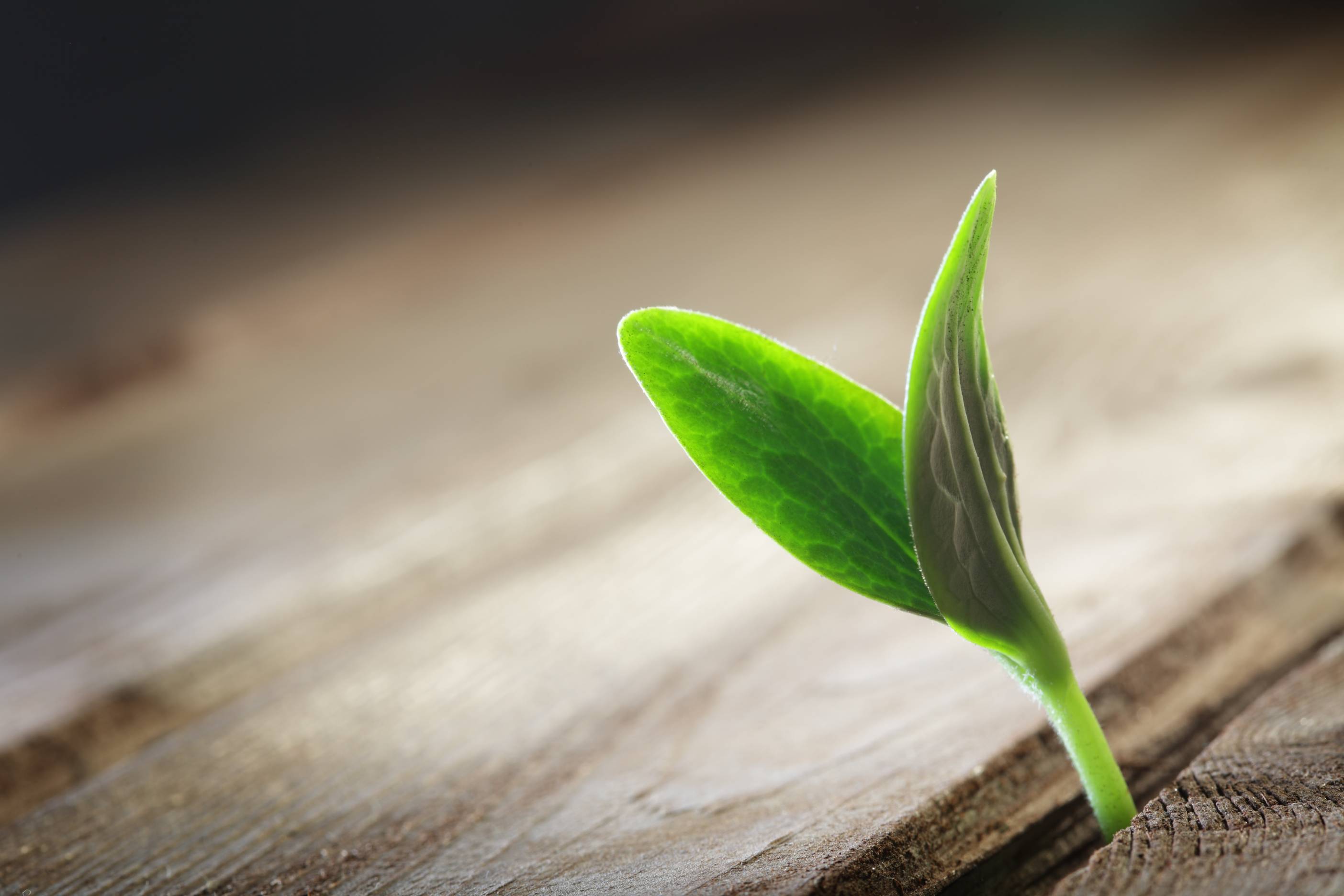 sprout sprouting across the wooden floor