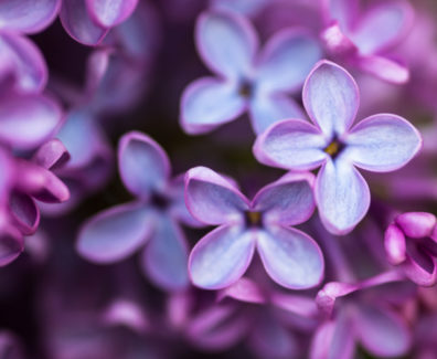 Closeup Of Lilac Flowers